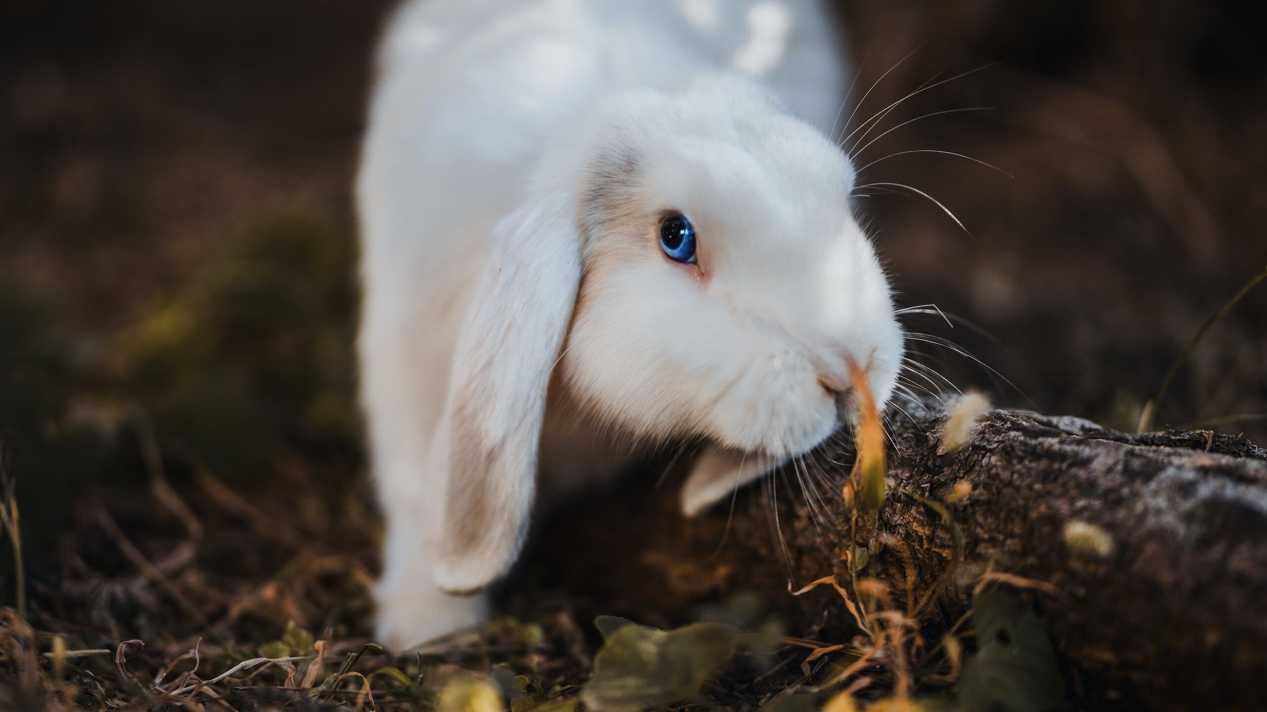 【防守兵器】马克·塞尔比：被对手“困住”的秘密，马克塞尔比多少个排名赛冠军
